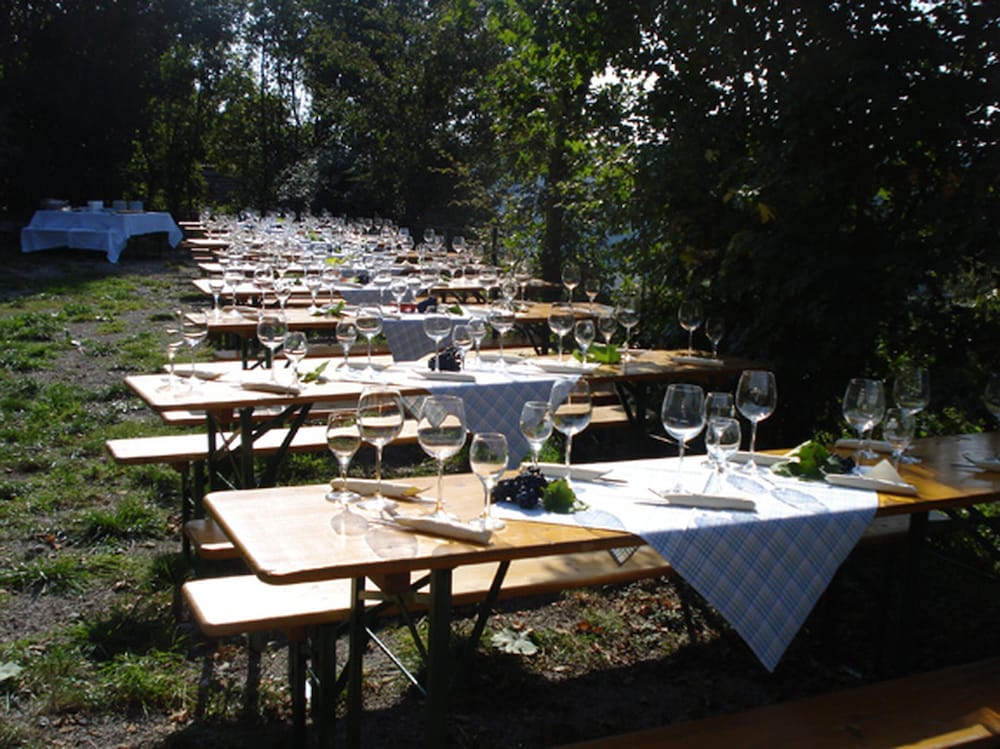 Vineyard