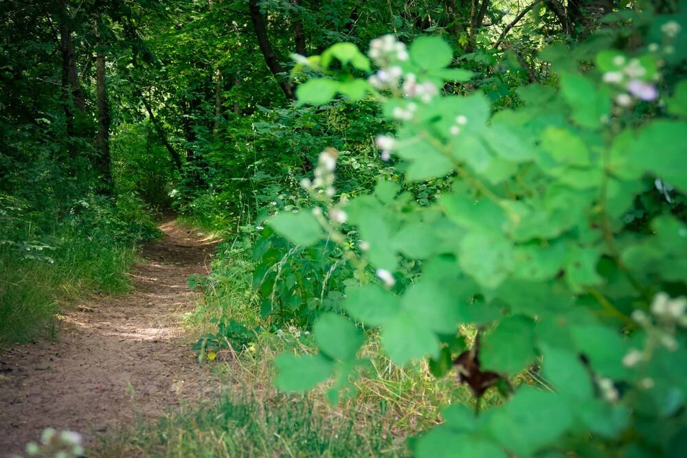 Hiking