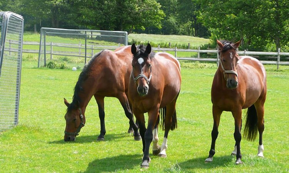 Horseback riding