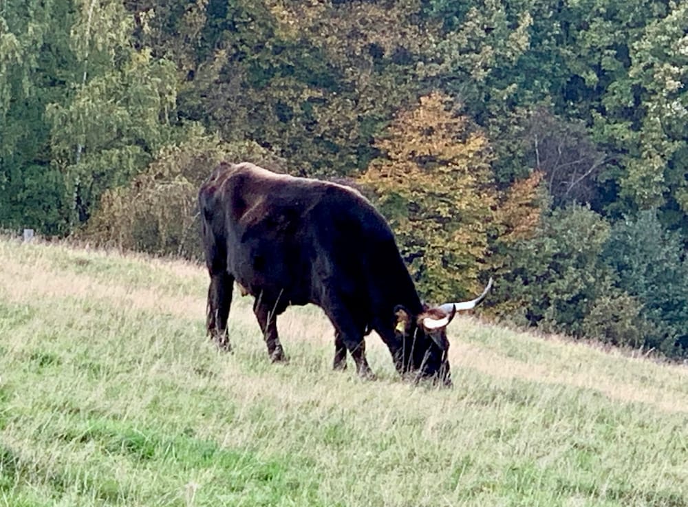 Game viewing