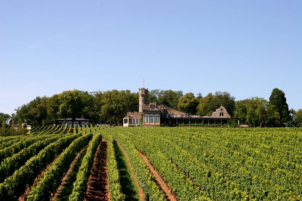Vineyard
