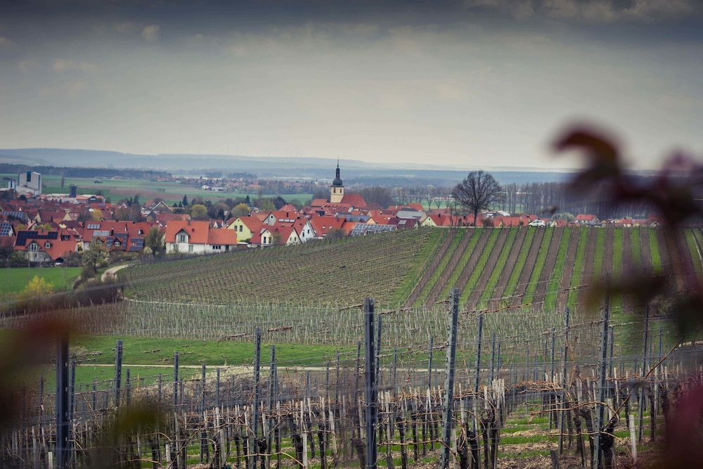 Vineyard view