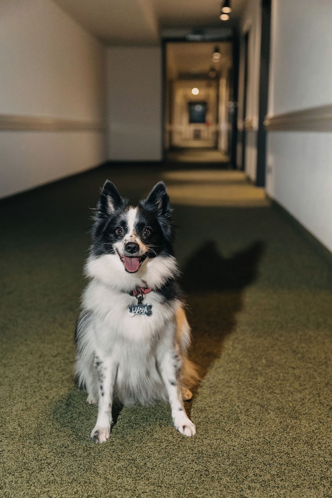 Pet-friendly