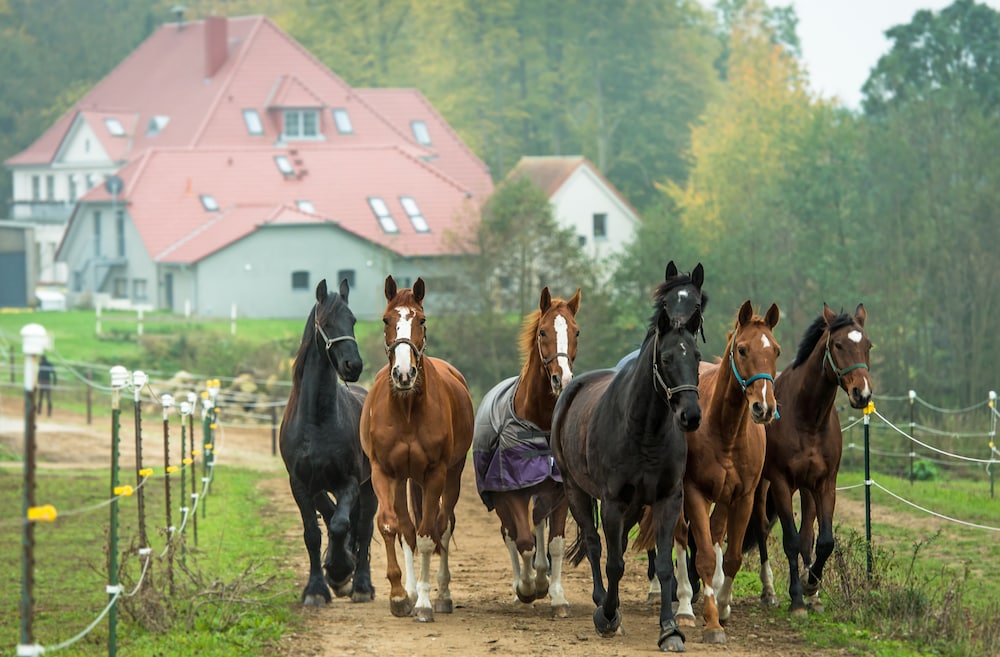 Horseback riding