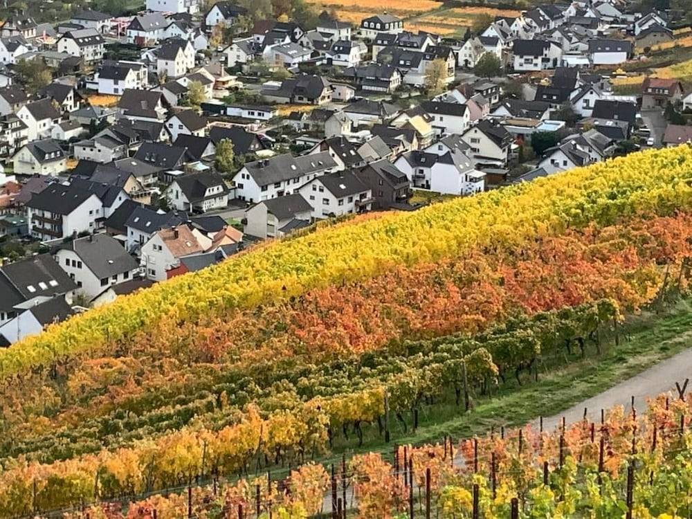 Vineyard