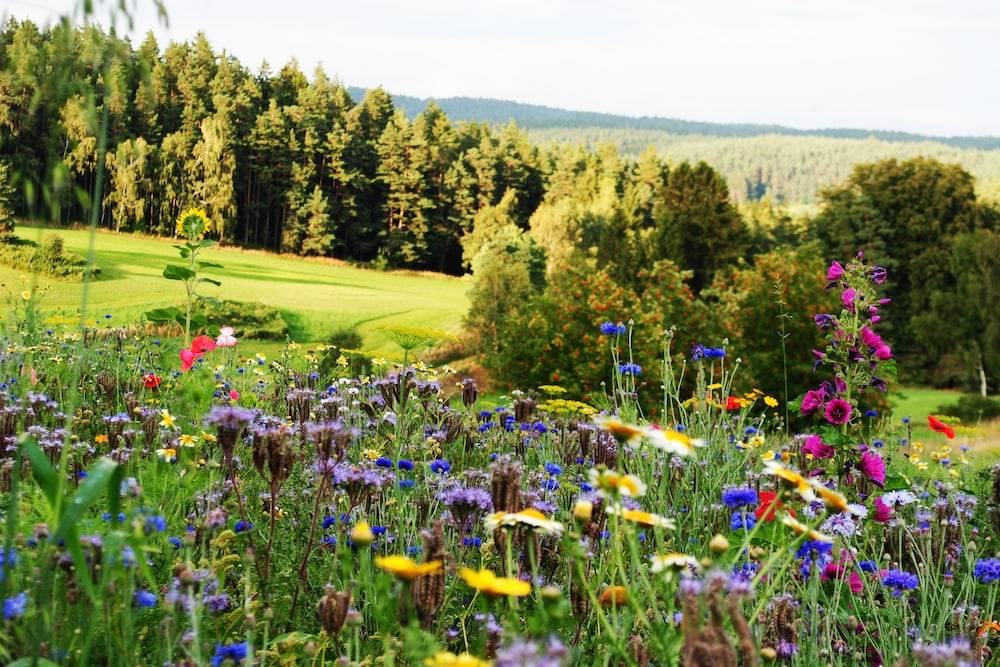 Land view from property