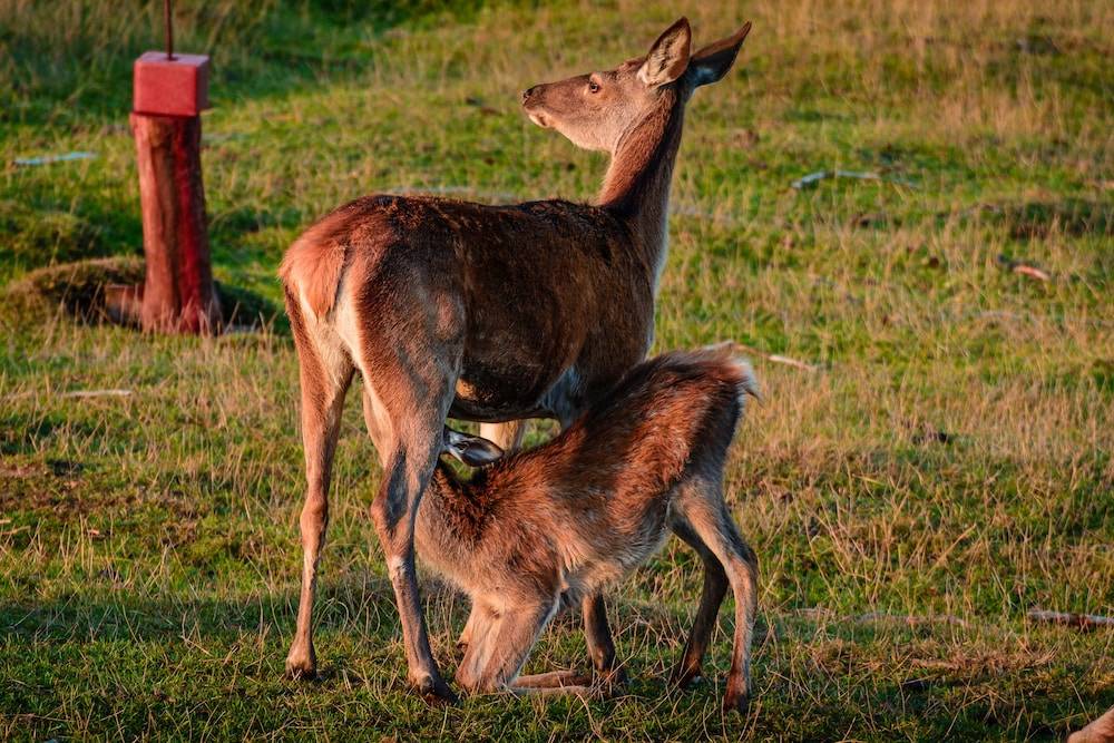 Game viewing