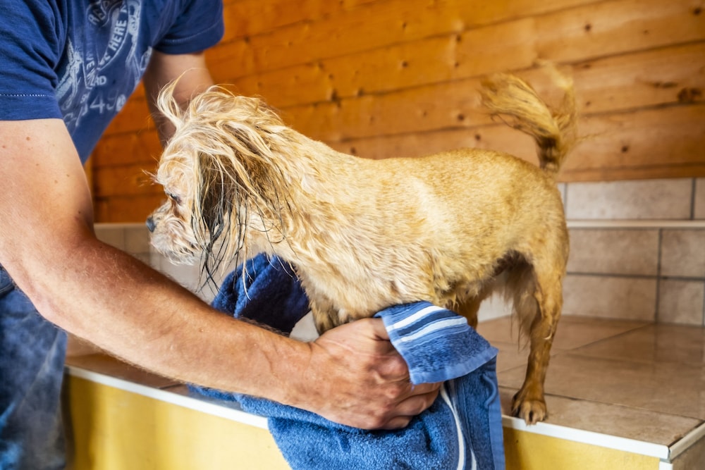 Pet-friendly