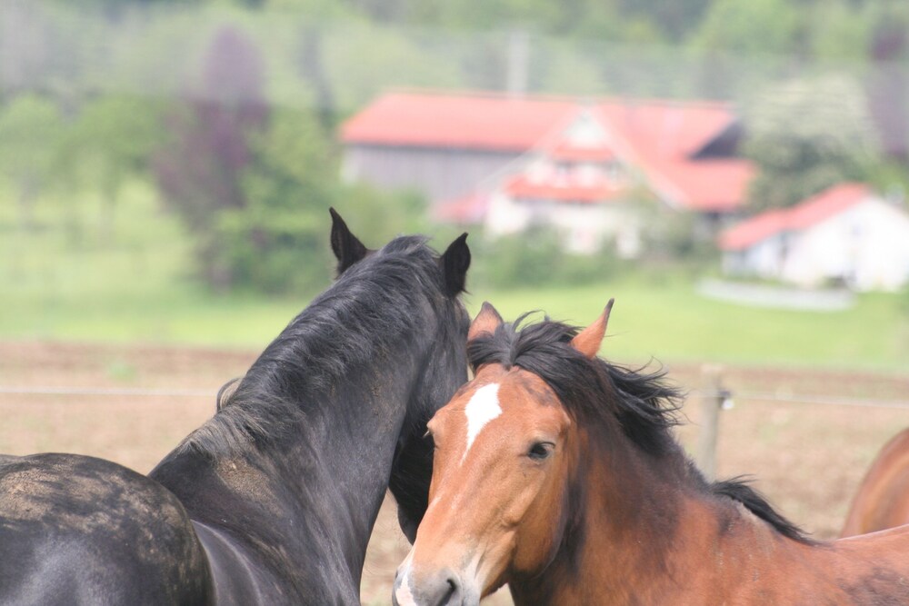 Horse Riding