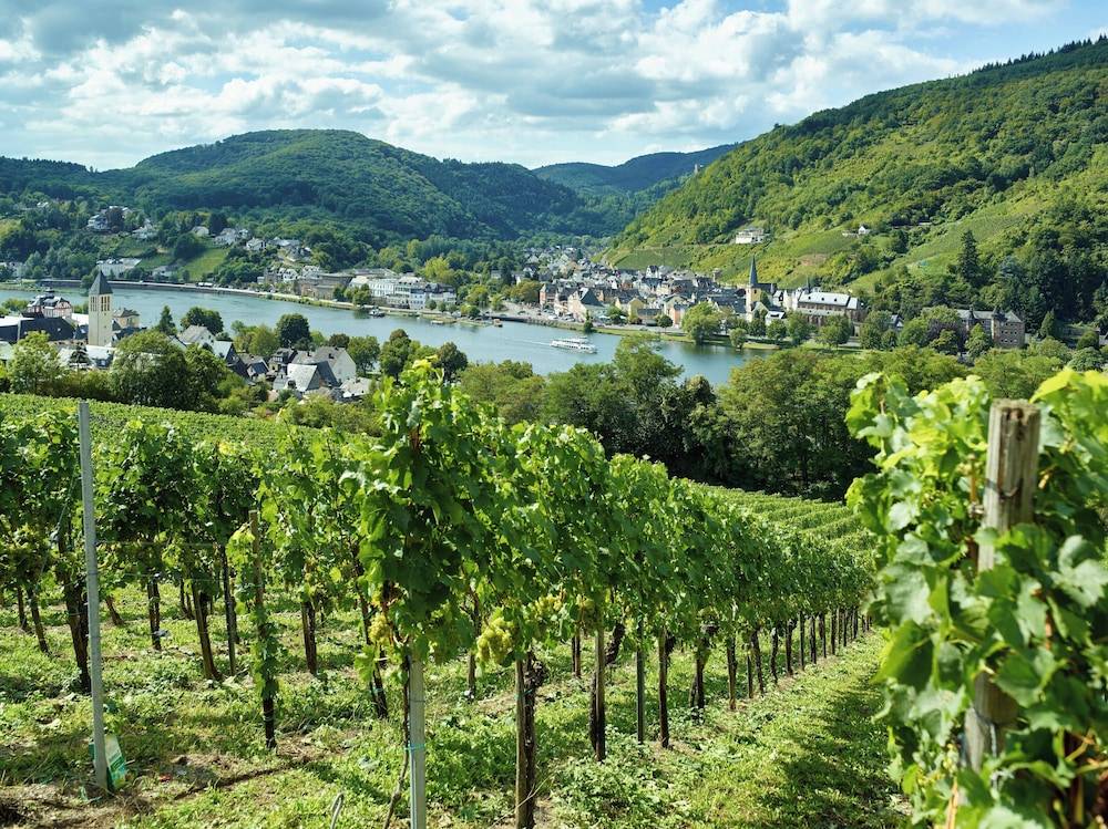 Vineyard