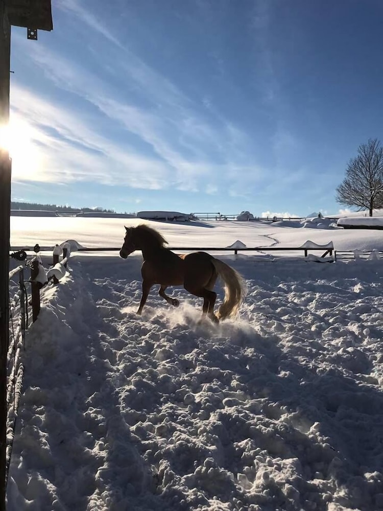 Horseback riding