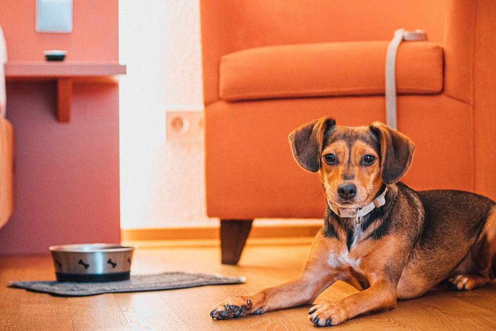 Pet-friendly