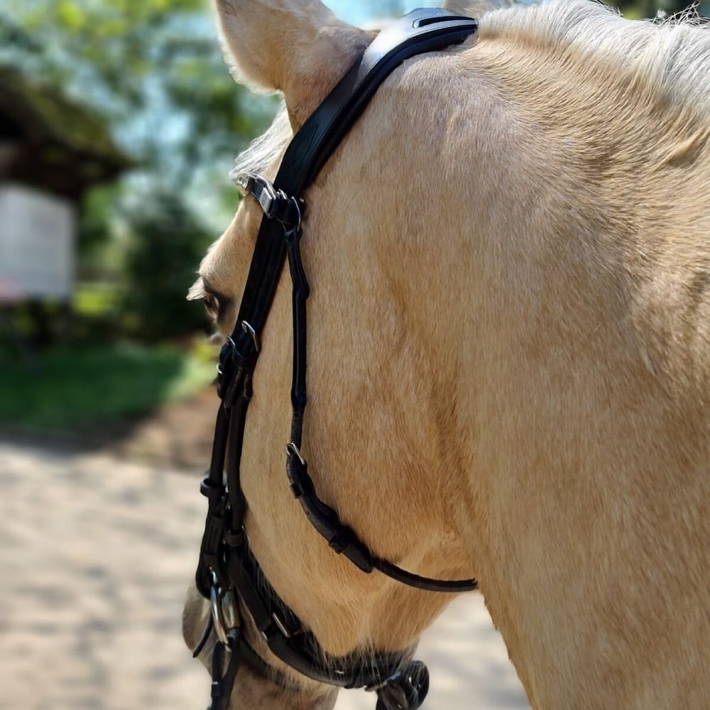 Horseback riding