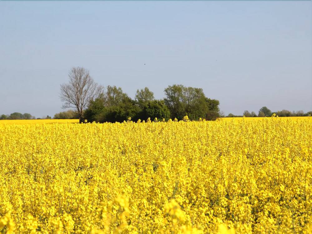 Land View from Property
