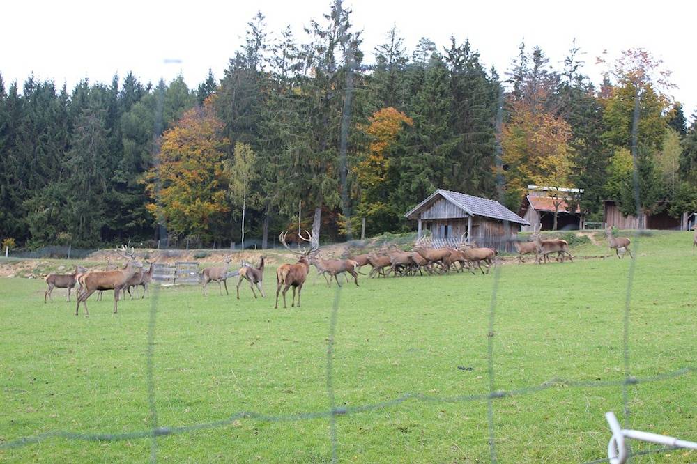 Game viewing
