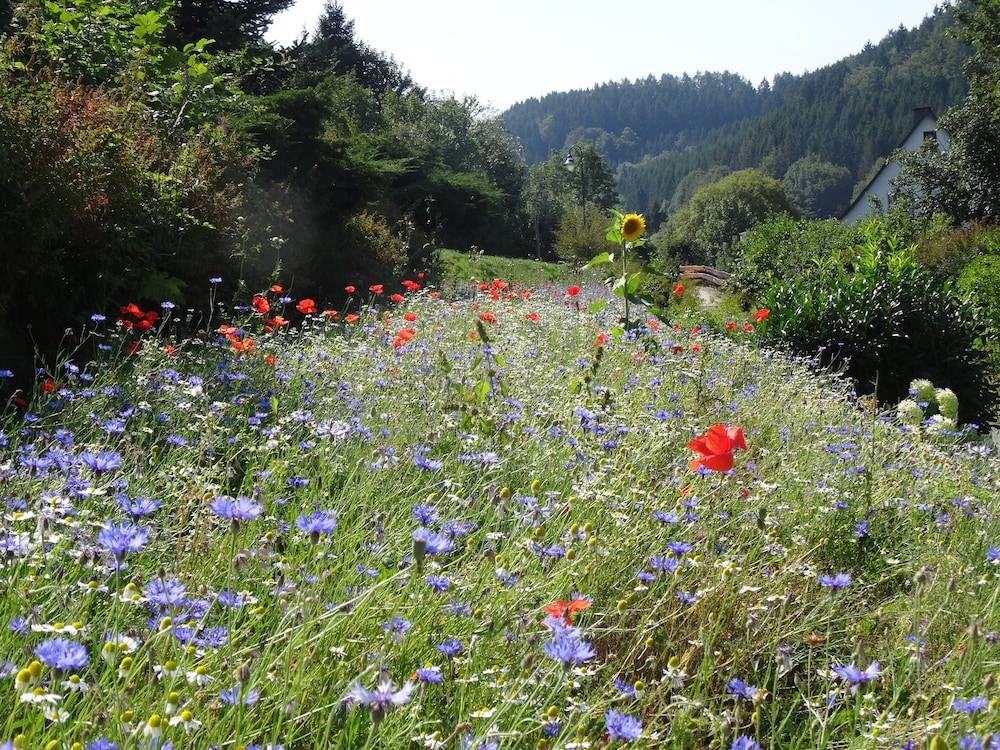 Garden view