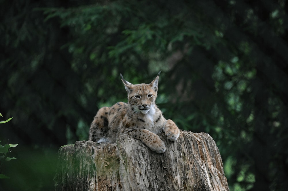 Game viewing