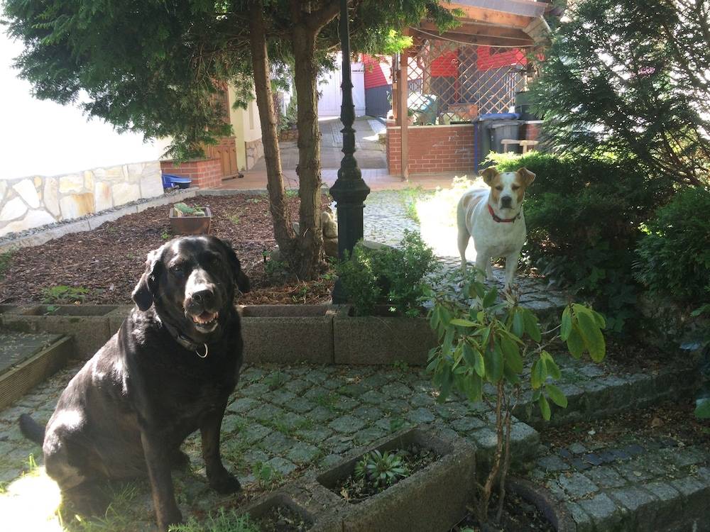 Pet-friendly