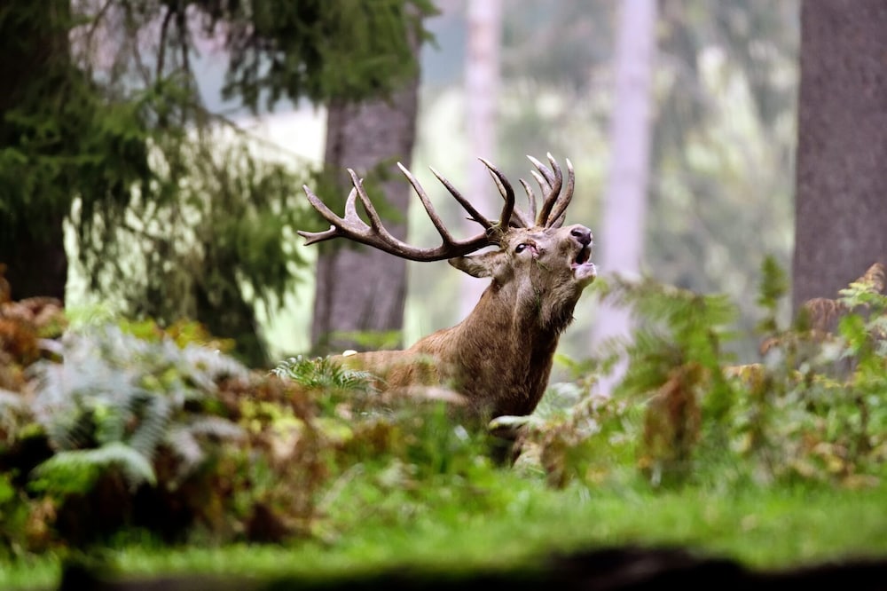 Game viewing