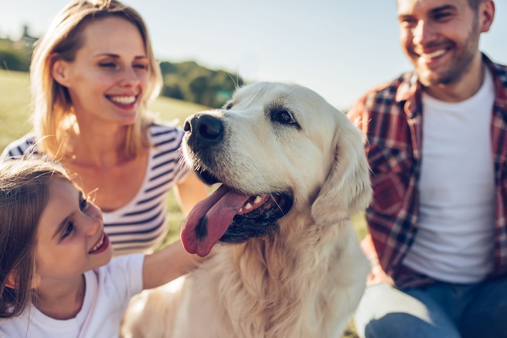 Pet-friendly