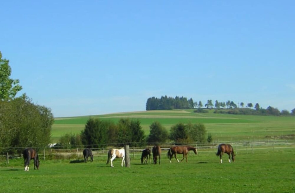 Horse Riding