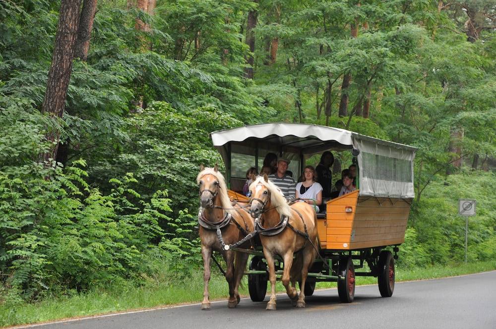 Horseback riding