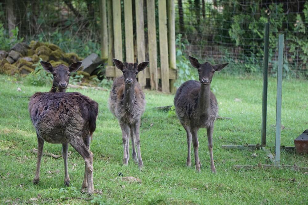 Game Viewing