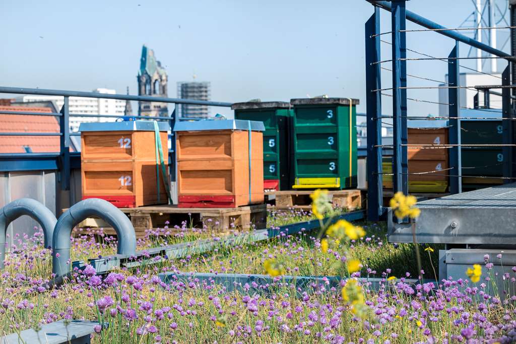 Scandic Berlin Kurfu rstendamm Exterior Rooftop Bees