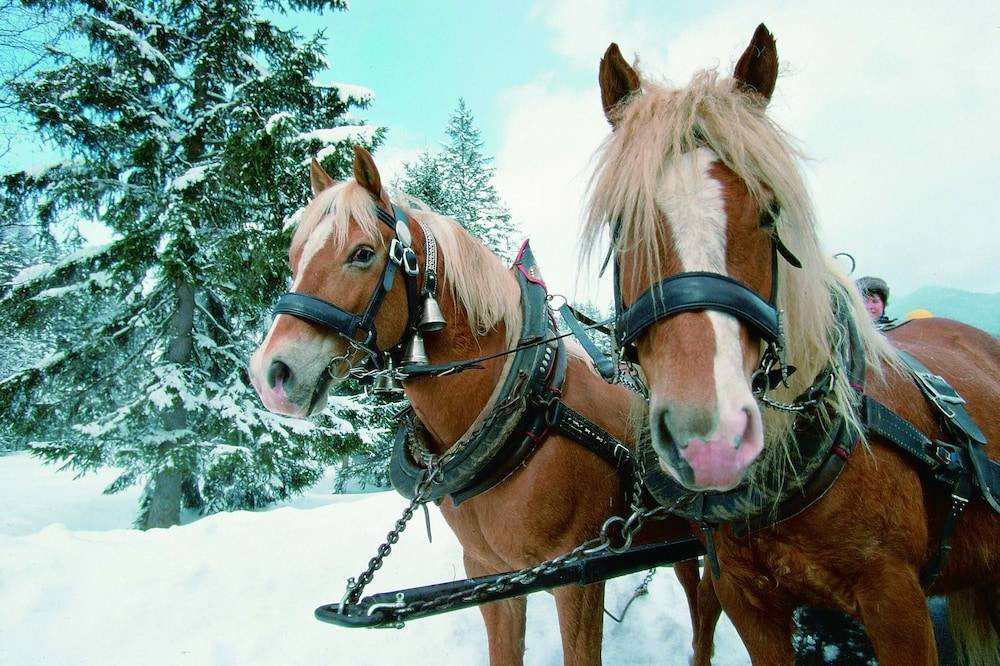 Horse Riding
