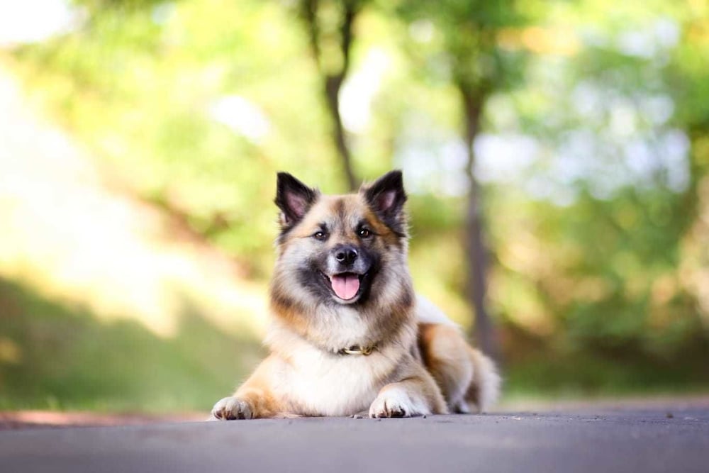 Pet-friendly