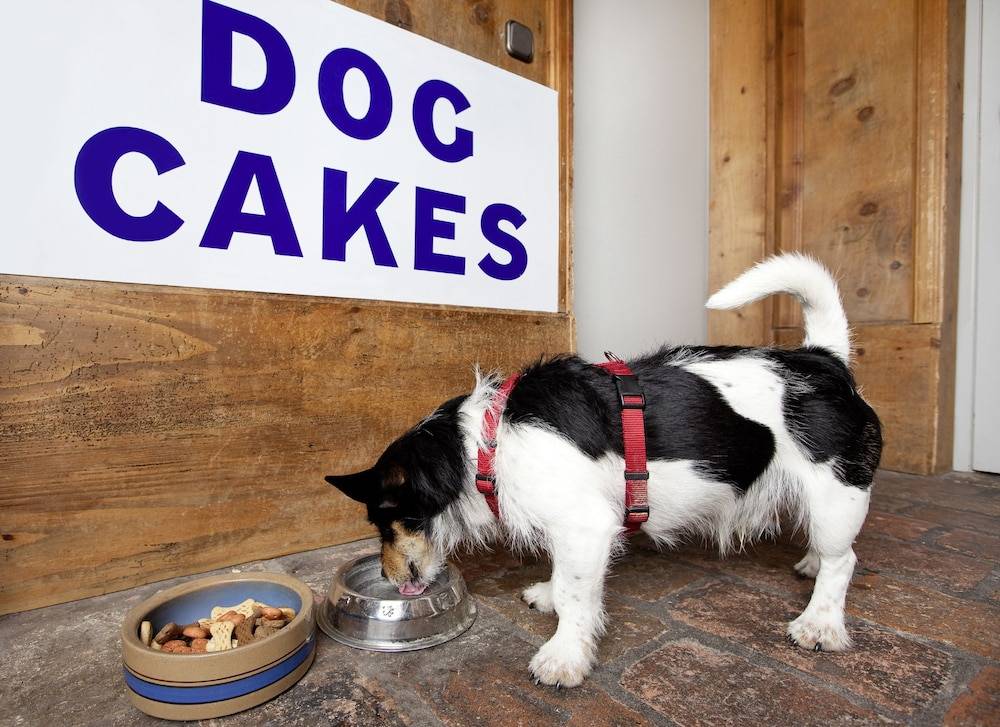 Pet-friendly