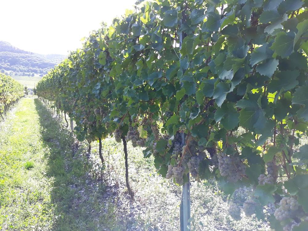 Winery