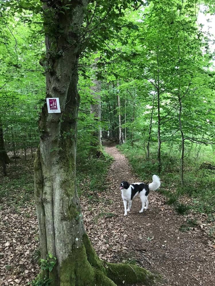 Pet-friendly