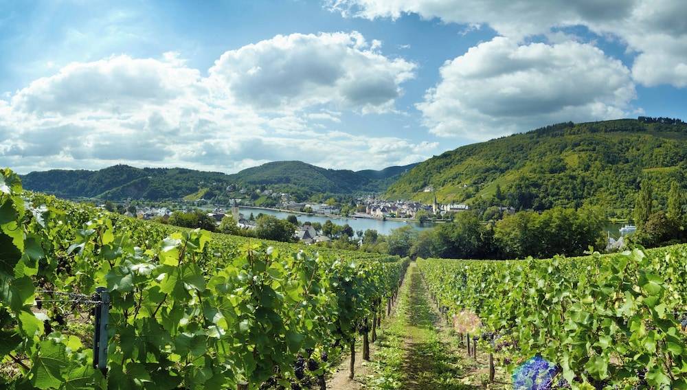 Vineyard