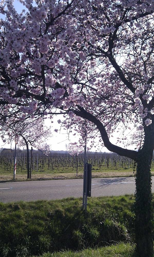 Winery