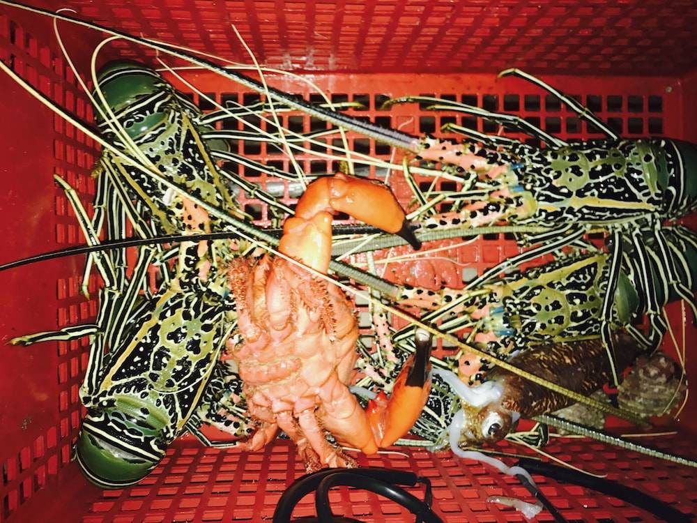 Fishing
