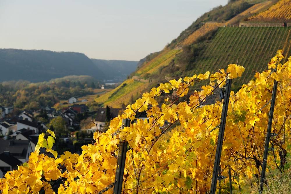 Vineyard view
