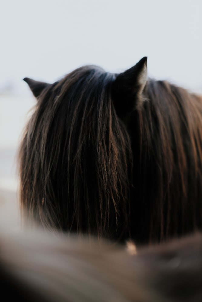 Horseback riding