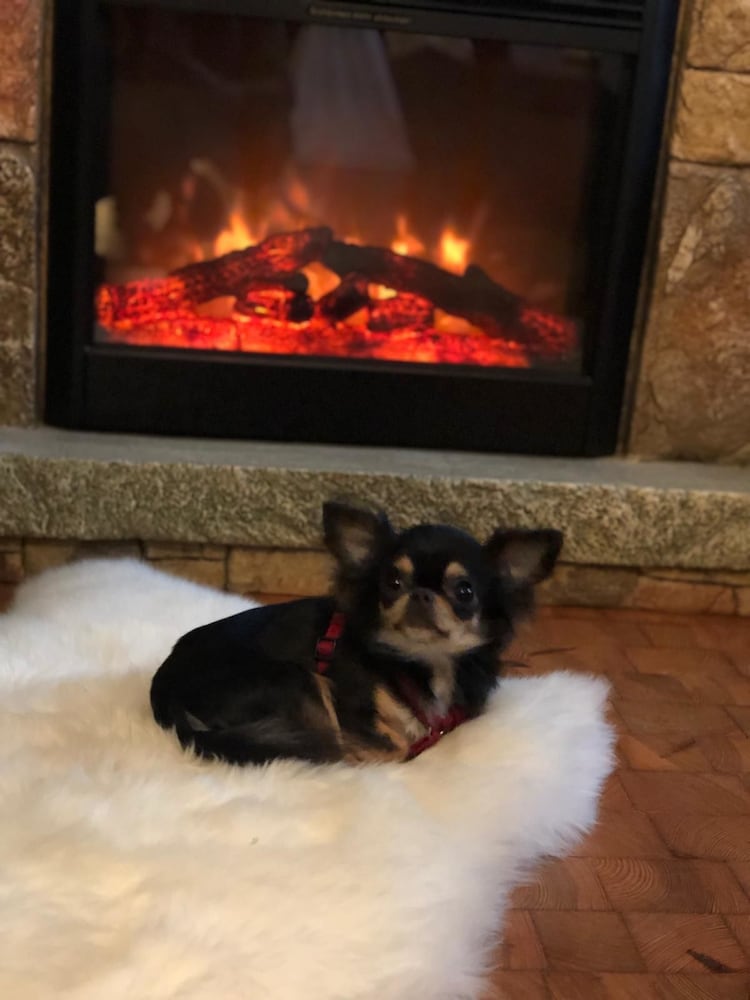 Pet-friendly
