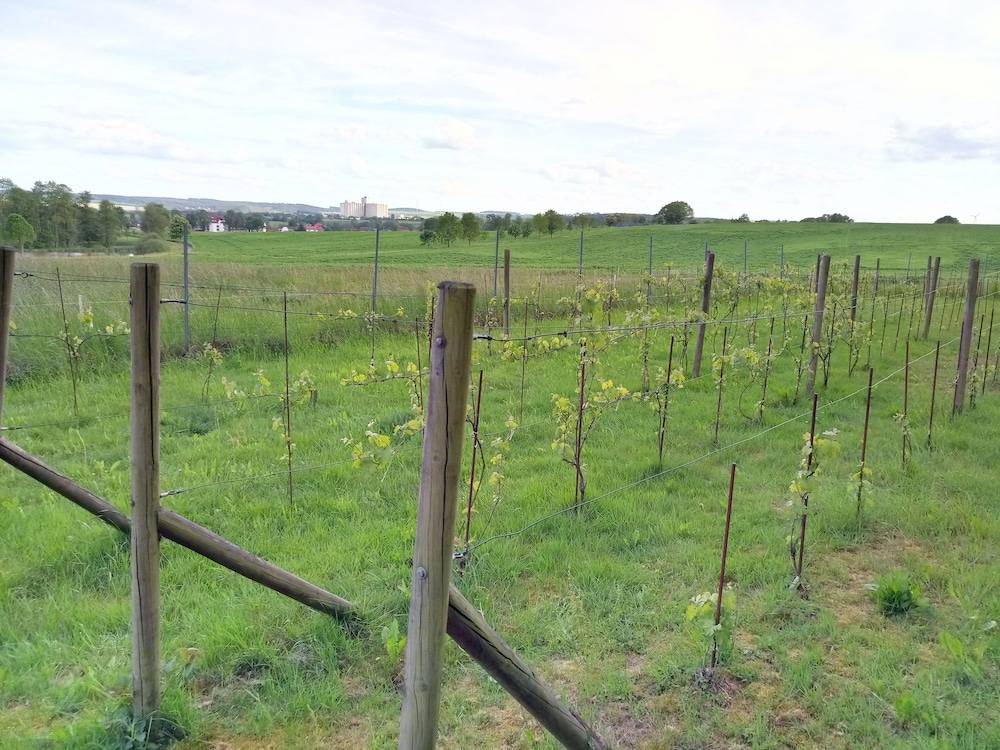 Vineyard