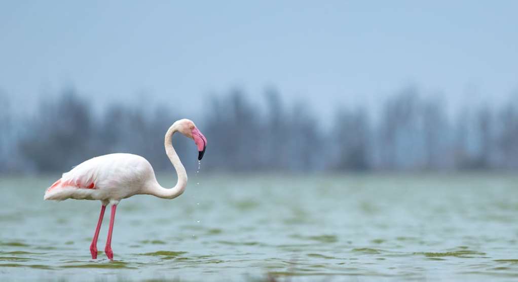 Birdlife Lesser Flamingo
