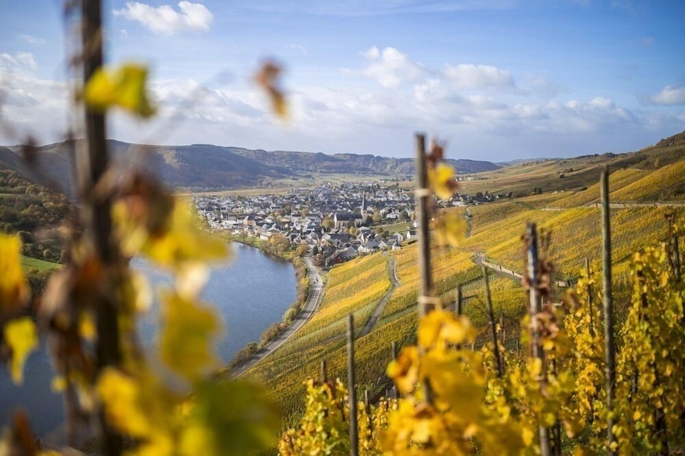 Vineyard