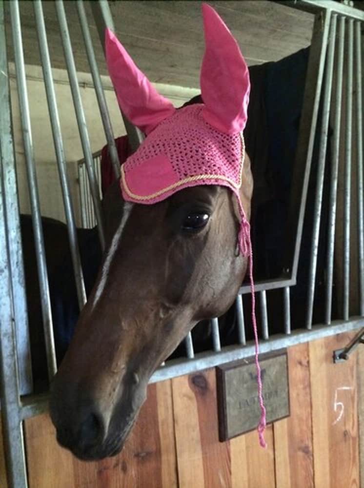 Horseback riding