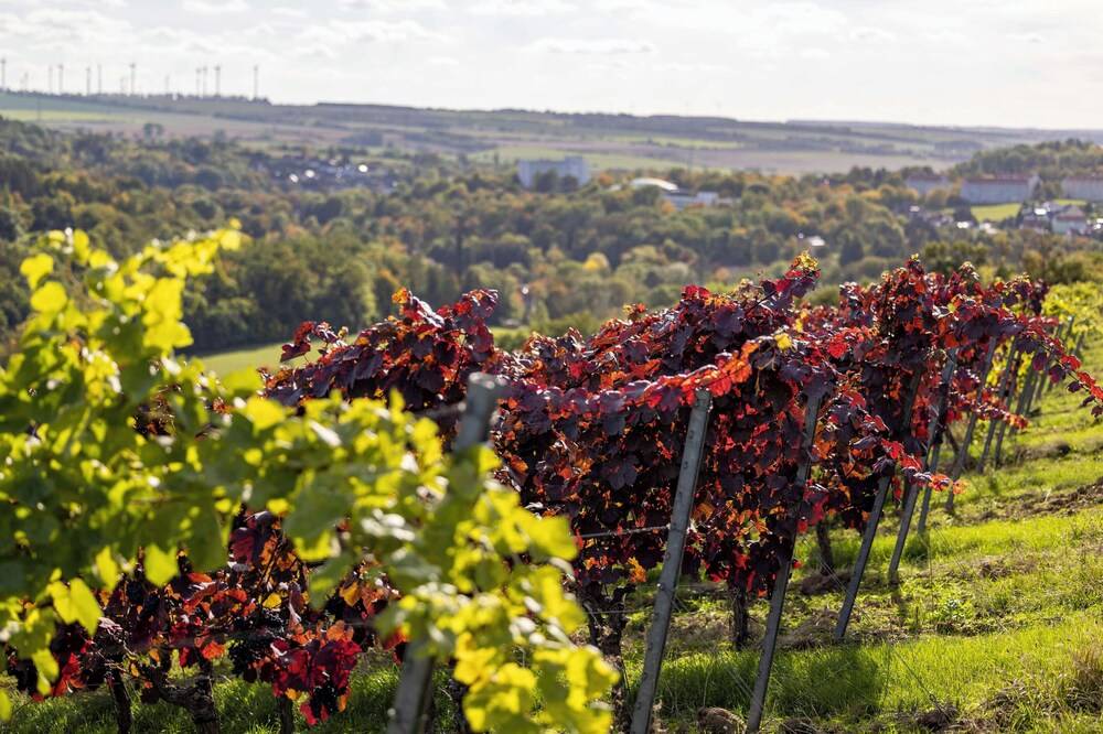 Vineyard