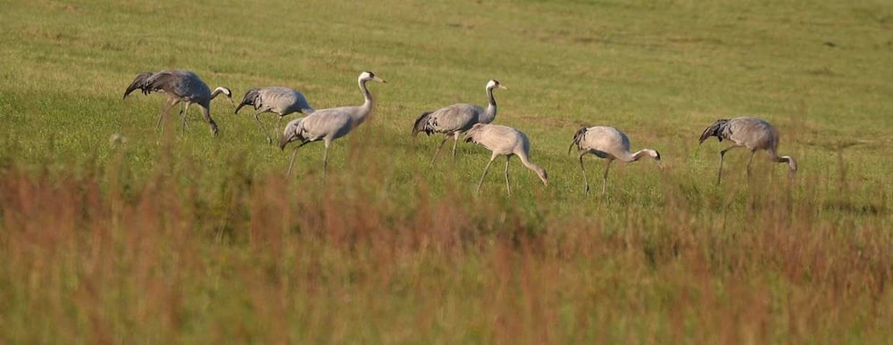 Game viewing