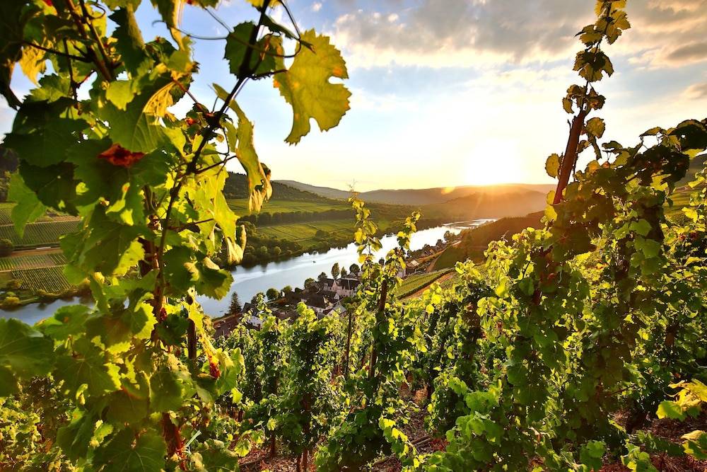 Vineyard