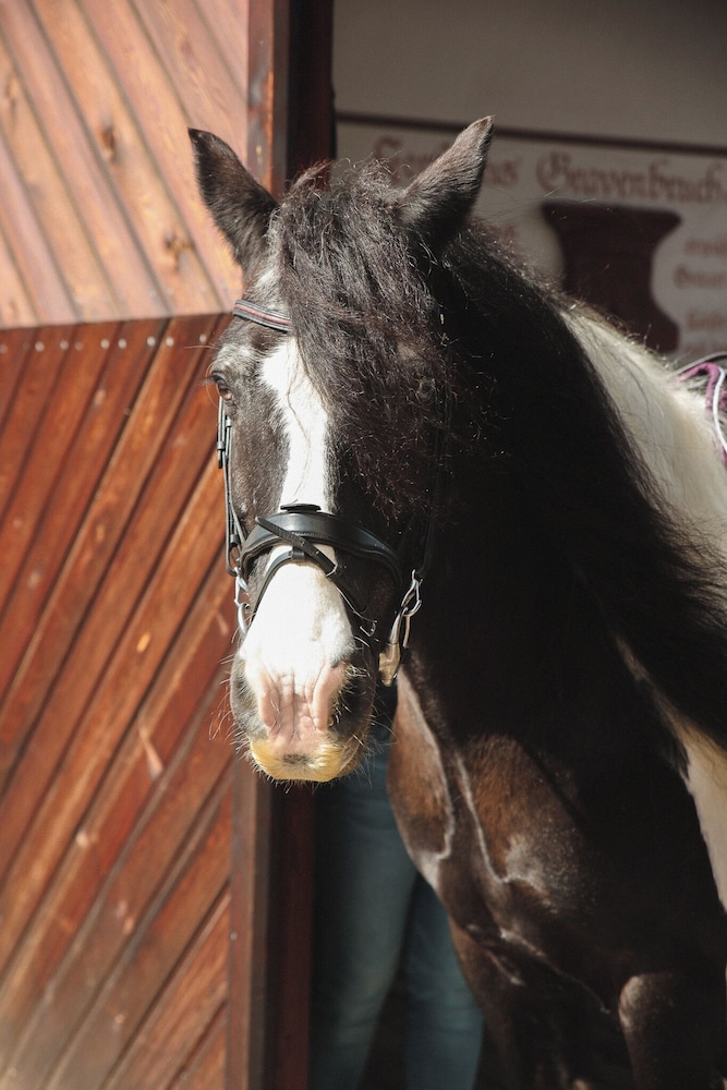 Horseback riding