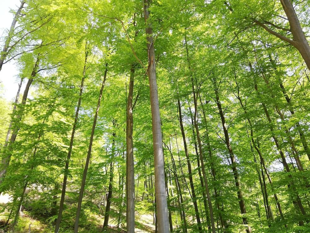 Hiking