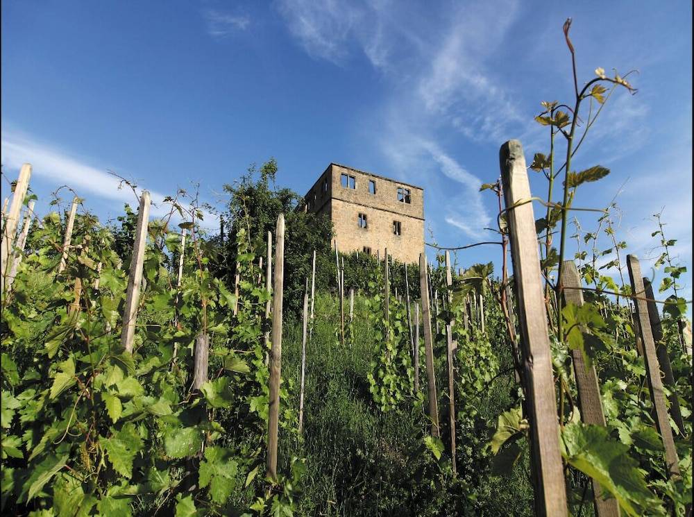 Vineyard view
