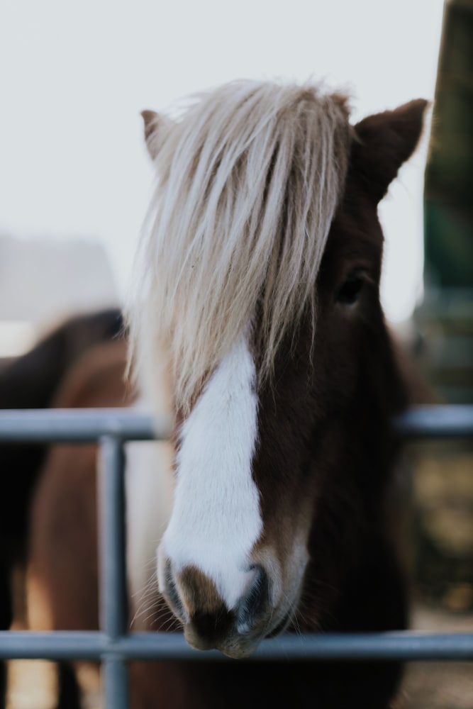 Horseback riding